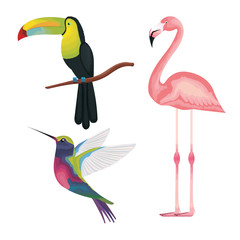 Obraz premium tropical and exotics birds vector illustration design