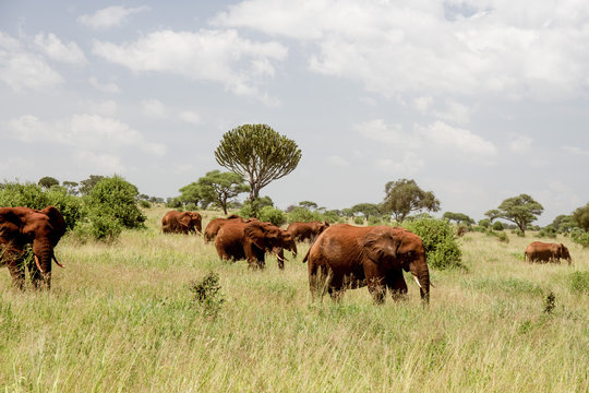 Red African Elephants