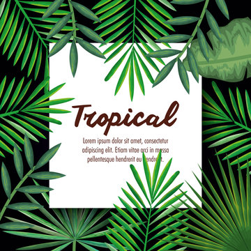 tropical and exotic palms leafs vector illustration design