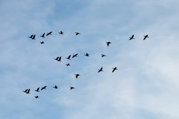 silhouettes of birds flying on the blue sky