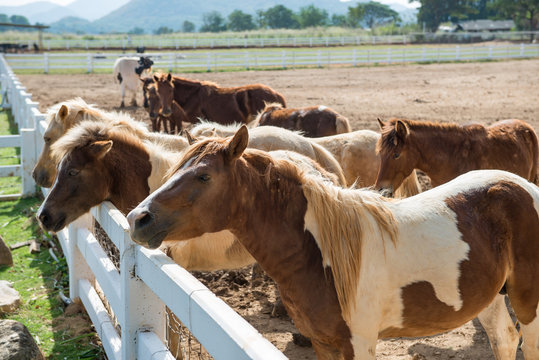 Close up horse at farm side mountain