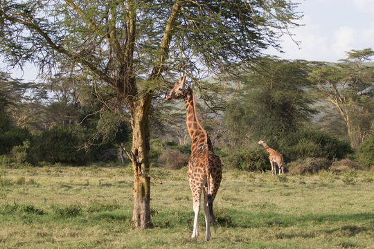 Giraffes Eating from Trees