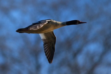 common merganser