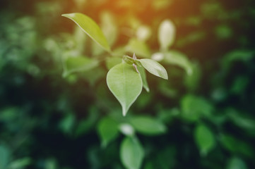 Green tea from Thailand