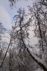 Fototapeta premium winter forest tree park season white nature 