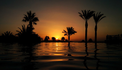 Fototapeta na wymiar Palm tree silhouettes by the water