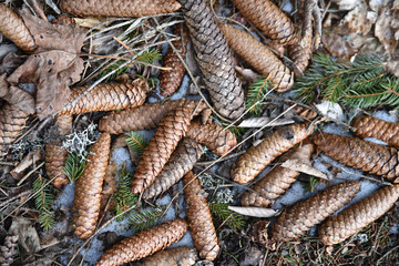 Nature morte aux cônes de sapin en hiver