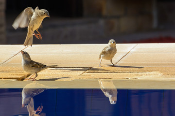 wróble w oazie na Saharze © TOP67