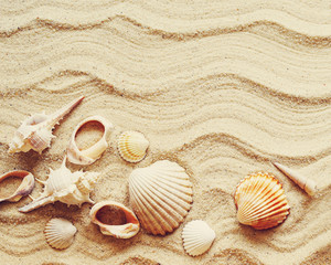 Seashells on sand. Sea summer vacation background with space for the text