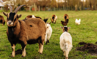 A group of Goats grazing in a field