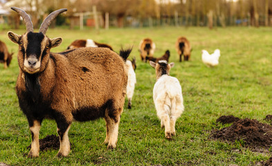 A group of Goats grazing in a field