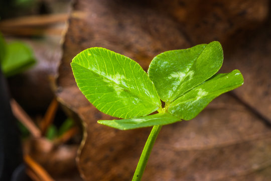 Horizontal backlit close-up photo of a green four leaf clover with brown leaves in the background