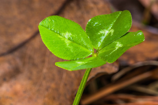 Horizontal front lit close-up photo of a green four leaf clover with brown leaves in the background