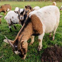 Naklejka na ściany i meble A group of Goats grazing in a field