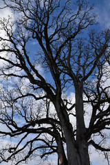Arbre en hiver