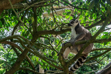 Lémur assis sur une branche