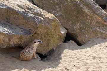 Petit suricate