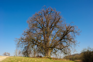 Fototapeta premium Annalinde bei Heilbronn im Frühling