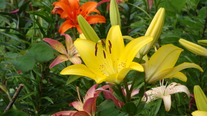Obraz premium Lilies of different colors (vanilla-yellow with black stamens,red, Burgundy) with open buds. Flowers single or collected by 2-4 in pyramidal or umbellate inflorescences. On a Sunny summer day.