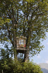 Baumhaus zwischen Bergahorn-Stämmen