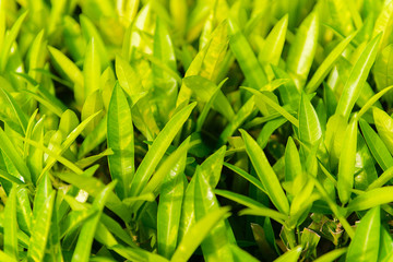 Fototapeta na wymiar Closeup Natural green plants landscape using as a background or wallpaper