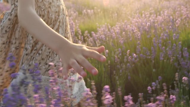 close-up of a little girl's hand in a beautiful summer dress passes through the lavender field at sunset and gently touches the flowers with her fingers moving forward.