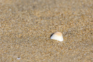 Fototapeta na wymiar single shell on the Thiruvalluvar Nagar Beach, Chennai, Tamil Nadu, India