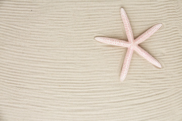 Fototapeta na wymiar starfish on sand