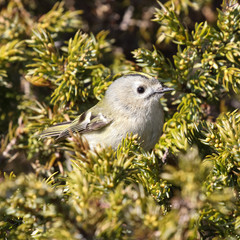 Goldcrest