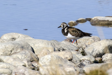 Ruddy Turnstone 