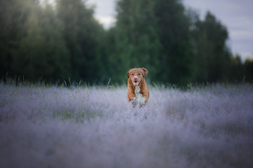 The dog in the field.