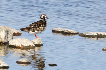 Ruddy Turnstone 