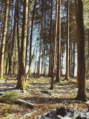 Winter Background Leafs in Forest with Snow Landscpae