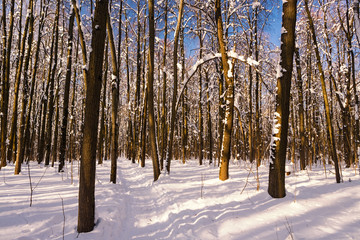 Fototapeta premium Sunny winter day in the wood covered with snow