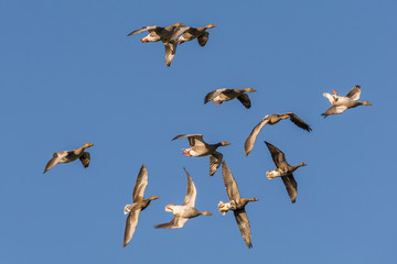 Graugänse landeanflug