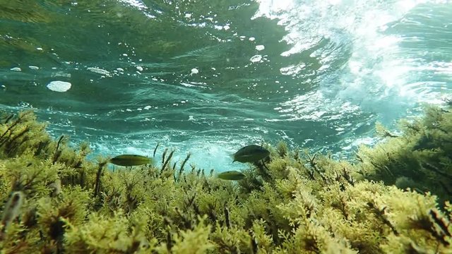 Waves over reef with Ornate wrasse fish and branched algae
