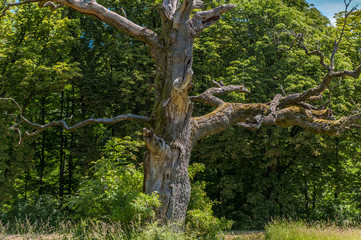 Eichen bei Langenburg