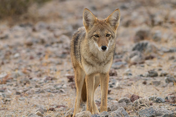 Coyote (Canis latrans) standing on desert substrate, late afternoon, Death Valley National Park, California.