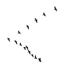 Greater white-fronted goose wedge in flight. Vector silhouette a flock of birds