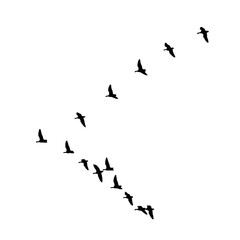 Greater white-fronted goose wedge in flight. Vector silhouette a flock of birds