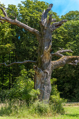 Eiche bei Langenburg