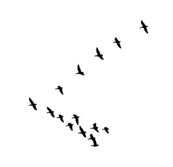 Fototapeta premium Greater white-fronted goose wedge in flight. Vector silhouette a flock of birds