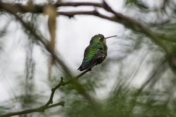 Hummingbird in a branch