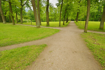 Sunny landscape in the forest.