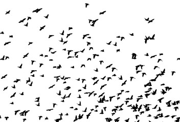 Bohemian waxwing (Bombycilla garrulus) in flight. Vector silhouette a flock of birds