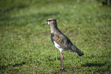 Southern lapwing in grass