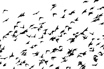 Bohemian waxwing (Bombycilla garrulus) in flight. Vector silhouette a flock of birds