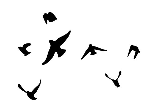 Bohemian waxwing (Bombycilla garrulus) in flight. Vector silhouette a flock of birds