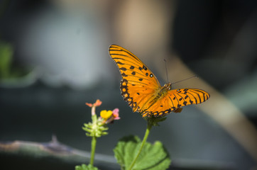 Orange Butterfly
