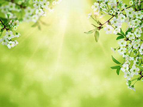 Spring background art white cherry blossom. Beautiful nature scene with blooming tree and sun flare. Sunny day. Spring flowers. Beautiful orchard. Abstract blurred background.